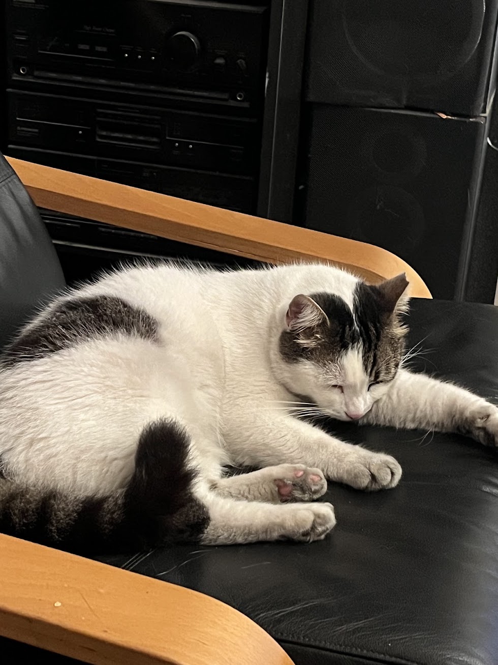 Siyah koltukta uyuyan kedi